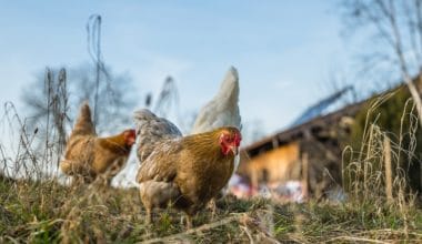 How Are Free Range Chickens Treated