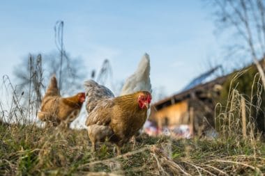 How Are Free Range Chickens Treated