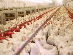 Are Factory Farms Really That Bad