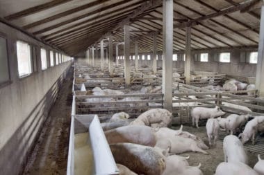 What Happens to Pigs in Factory Farms