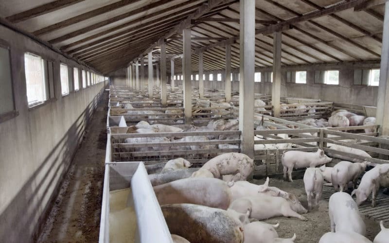 What Happens to Pigs in Factory Farms