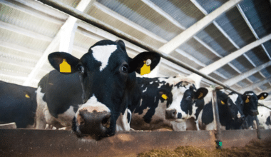 Are Organic Cows Treated Better