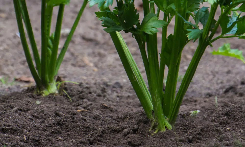 Celery Plants Growing
