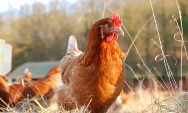 Disadvantages of Organic Chicken