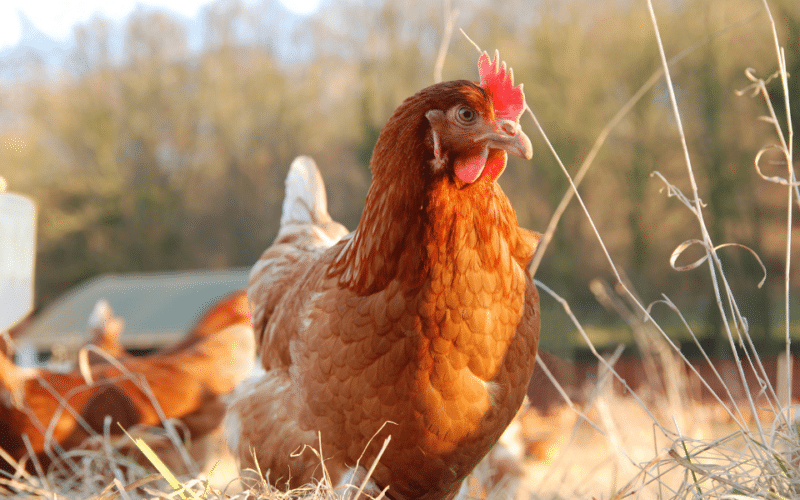 Disadvantages of Organic Chicken