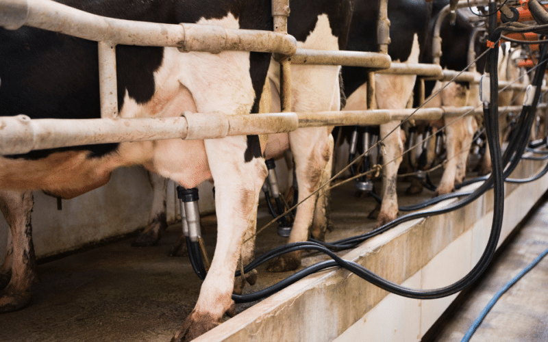 Is Organic Milk Ethical