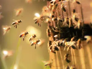 Can Honey Be Organic